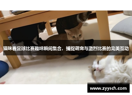 猫咪看足球比赛趣味瞬间集合，捕捉萌宠与激烈比赛的完美互动